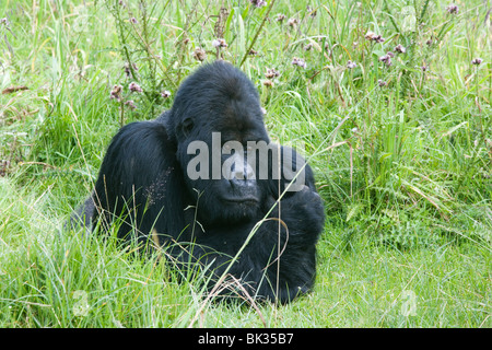 Mountain Gorilla gorilla berengei berengei homme Rwanda Afrique, par Frtiz Polking/Dembinsky Assoc Photo Banque D'Images