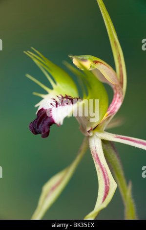 Greencomb australienne orchidée araignée également connu sous le nom d'orchidée mantis Banque D'Images