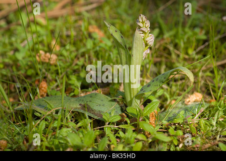 Dense-Flowered ou orchidées orchidée irlandaise (Neotinea maculata) Banque D'Images