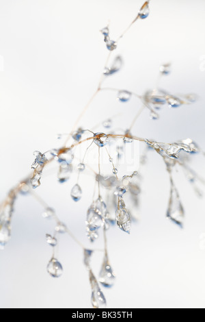 De la glace sur une herbe de fétuque seedhead, sur un fond de neige. Powys, Pays de Galles. Banque D'Images