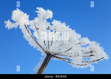 Givre sur un seedhead de Berce du Caucase (Heracleum sphondylium). Powys, Pays de Galles. Banque D'Images