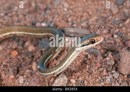 Ruban de la péninsule, Thamnophis sauritus sackenii, phase de vert, natif de la Floride à la Caroline du Sud Banque D'Images