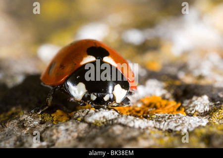 Close up photographie de la Sept-spot coccinelle (Coccinella septempunctata) sur la pierre couverte de lichen Banque D'Images
