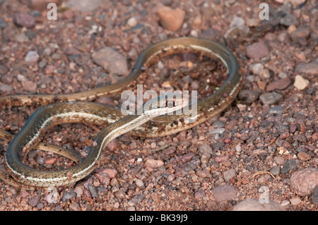 Ruban de la péninsule, Thamnophis sauritus sackenii, phase de vert, natif de la Floride à la Caroline du Sud Banque D'Images