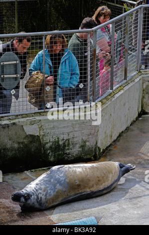 Visiteurs à la national seal sanctuary gweek dans, Cornwall, uk Banque D'Images