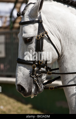 Cheval pure race Espagnol Banque D'Images