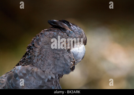 Cacatoès noir à queue rouge (Calyptorhynchus banksii). Grand cacatoès originaire de l'Australie. En voie de disparition dans certaines régions du pays Banque D'Images