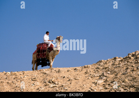 Camel et Rider près de Giza, Egypte Banque D'Images