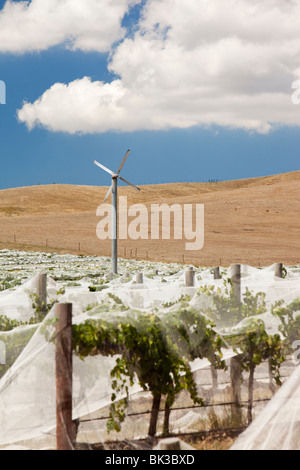 Dans les vignes près de Shepperton à Victoria couverts jusqu'à les protéger des oiseaux. Banque D'Images