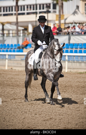 Cheval pure race Espagnol Banque D'Images