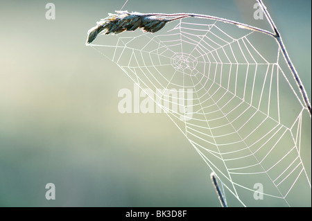 Frosty spiders web sur un morceau d'herbe dans la campagne anglaise. UK Banque D'Images