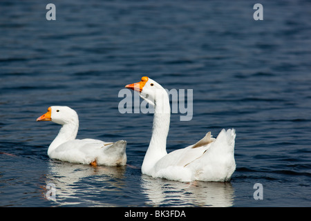 La paire d'oies blanches flotter sur l'eau. Banque D'Images