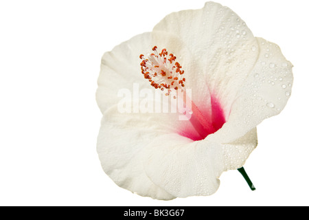 Fleur d'hibiscus isolé sur un fond blanc, pur Banque D'Images