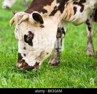 Vache normande le pâturage dans un champ en France Banque D'Images