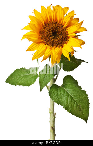 Le tournesol isolé sur un fond blanc, pur Banque D'Images