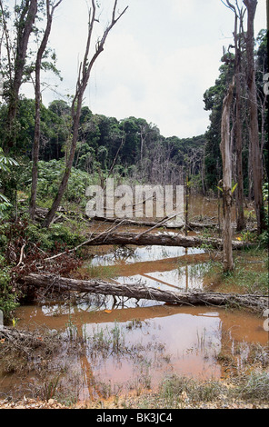 La pollution de l'eau et la déforestation de l'extraction de l'or placérien à Estado Amazonas, Venezuela Banque D'Images