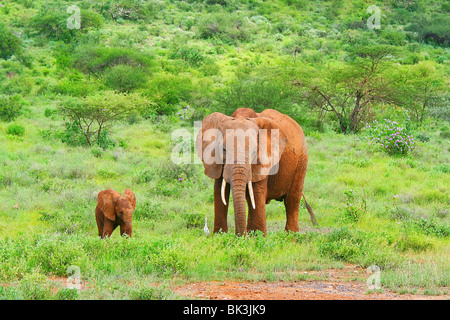 Famille d'éléphants dans la forêt. Au Kenya. Samburu national park. Banque D'Images