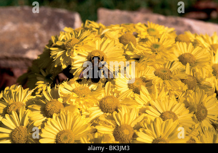 Bumblebee sur fleurs chrysanthème jaune Banque D'Images