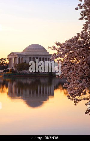 À l'aube du bassin de marée avec blossoming cherry trees et le Jefferson Memorial, Washington DC USA Banque D'Images