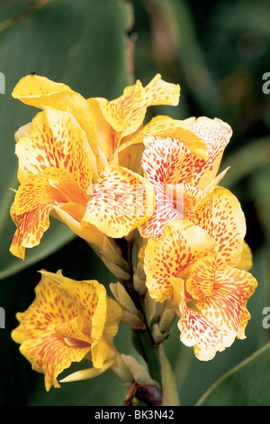 Fleurs de Cannas, de Canna ou de muguet, une herbe tropicale à Arusha, Tanzanie, Afrique de l'est Banque D'Images