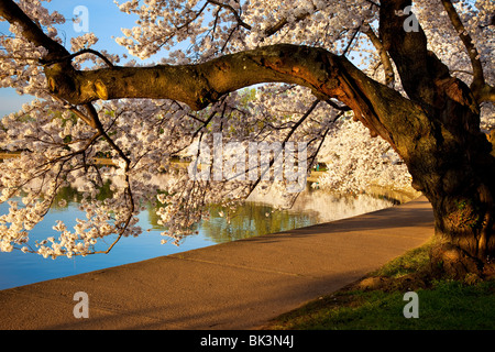 Blossoming cherry trees autour du Tidal Basin à Washington DC USA Banque D'Images