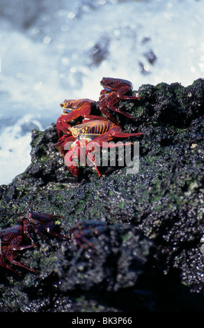 Crabes de Red Rock ou Sally Lightfoot crabes crustacés (Grapsus Grapsus) sur la côte de l'océan Pacifique des îles Galapagos, Équateur, Amérique du Sud Banque D'Images