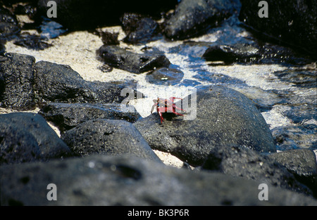 Un crabe rouge ou Sally Lightfoot Crab crustacés (Grapsus grapsus) sur la côte de l'océan Pacifique des îles Galapagos, Équateur, Amérique du Sud Banque D'Images