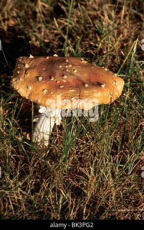 - Champignon Amanita muscaria, communément connue sous le nom de fly fly agaric ou Amanita, Alaska Banque D'Images