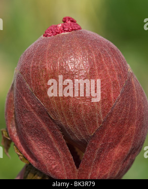 Rheum palmatum flower bud Banque D'Images