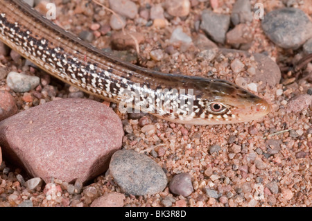 Verre de l'Ophisaurus ventralis, lézard, lézard sans pattes originaire de sud-est des États-Unis Banque D'Images