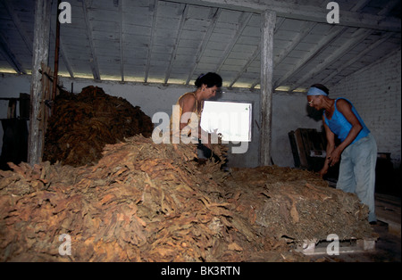Le traitement des travailleurs agricoles dans un entrepôt de tabac, Pinar del RÌo Province près de Soroa, Cuba Banque D'Images