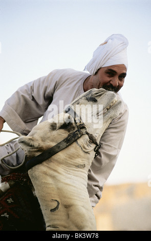 Portrait d'un chameau et d'un cavalier au Moyen-Orient Pays d'Égypte Banque D'Images