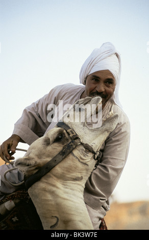 Portrait d'un chameau et d'un cavalier au Moyen-Orient Pays d'Égypte Banque D'Images