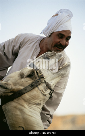 Portrait d'un chameau et d'un cavalier au Moyen-Orient Pays d'Égypte Banque D'Images