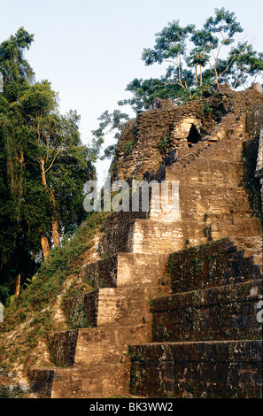 Des plantes de la jungle dans la forêt tropicale du bassin de Petén qui ont surcultivé des ruines mayas montrant les étapes d'une pyramide à Tikal, au Guatemala Banque D'Images