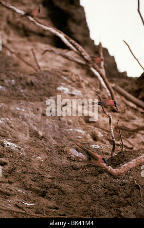 Carmine Bee Eaters au Zimbabwe, l'Afrique Banque D'Images