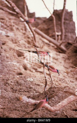 Carmine Bee Eaters au Zimbabwe, l'Afrique Banque D'Images