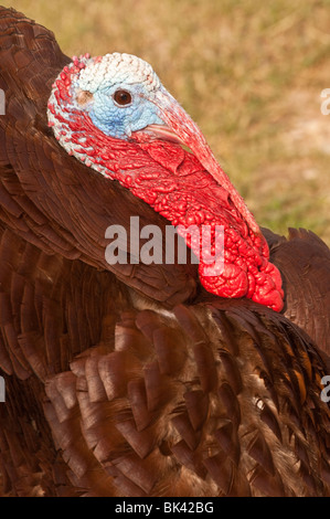 La Turquie, Meleagris gallopavo, homme, Custer, Dakota du Sud, USA Banque D'Images