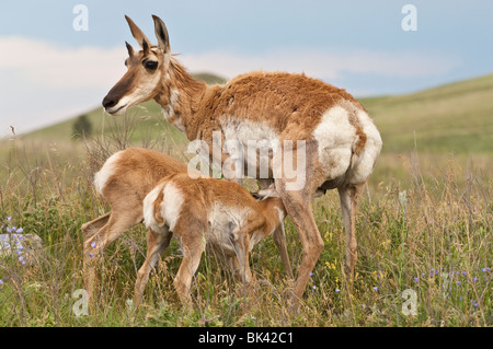 Femelle antilope avec deux petits/Antilicapra les faons, americana, Parc National de Wind Cave, Dakota du Sud, USA Banque D'Images