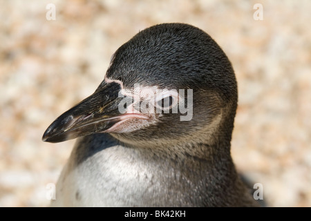 Magellanic Penguin, zoo de Beauval Banque D'Images