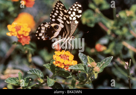 La Politique Commune de la chaux (papillon Papilio demoleus) est un papillon très répandu et commun. Banque D'Images