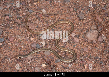 Ruban de la péninsule, Thamnophis sauritus sackenii, phase de vert, natif de la Floride à la Caroline du Sud Banque D'Images