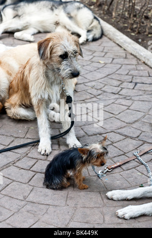 Grand chien avec un petit chien pendant chien siesta à Parque Mexico Condesa Mexico City district Banque D'Images