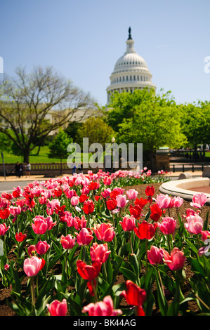 WASHINGTON, DC, États-Unis — Un spectacle vibrant de tulipes printanières fleurit au premier plan, créant un contraste coloré avec le majestueux Capitole des États-Unis en arrière-plan. Cette scène pittoresque capture la beauté de Washington DC au printemps, avec l'architecture néoclassique emblématique du Capitole complétée par les jardins soigneusement aménagés et les arrangements floraux saisonniers. Banque D'Images