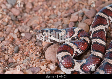 Snake, de l'Est Lampropeltis triangulum triangulum, juvénile, les autochtones aux États-Unis, au Mexique, au sud de l'Amérique latine Banque D'Images