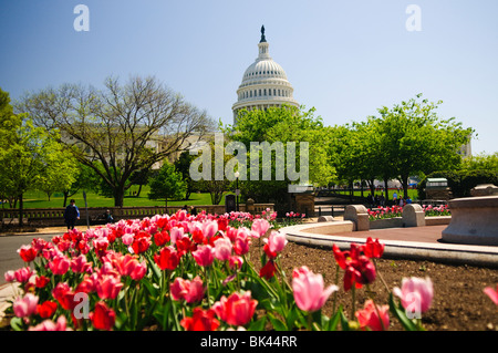 WASHINGTON, DC, États-Unis — Un spectacle vibrant de tulipes printanières fleurit au premier plan, créant un contraste coloré avec le majestueux Capitole des États-Unis en arrière-plan. Cette scène pittoresque capture la beauté de Washington DC au printemps, avec l'architecture néoclassique emblématique du Capitole complétée par les jardins soigneusement aménagés et les arrangements floraux saisonniers. Banque D'Images