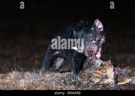 Le Diable de Tasmanie (Sarcophilus harrisii) se nourrissant de charogne. Banque D'Images