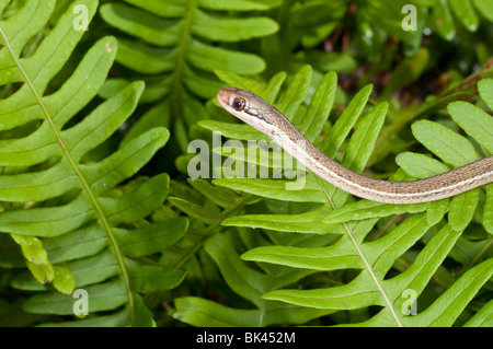 Ruban de la péninsule, Thamnophis sauritus sackenii, phase de vert, natif de la Floride à la Caroline du Sud Banque D'Images