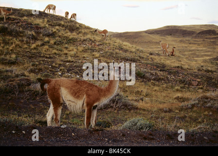 Un troupeau de guanacos (Lama guanicoe), Chili Banque D'Images