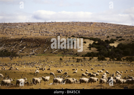 Paysage rural montrant un troupeau de moutons domestiques paître dans un champ ouvert avec des coteaux déboisés en arrière-plan, Chili, Amérique du Sud Banque D'Images